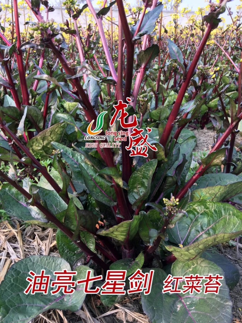 龙盛油亮七星剑红菜苔种子油亮紫红，质细腻味清香略微苦