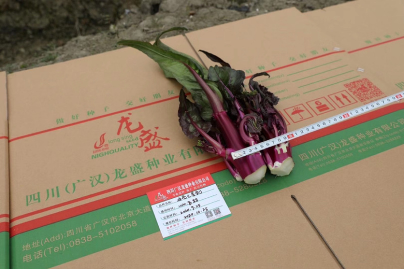 龙盛油亮七星剑红菜苔种子油亮紫红，质细腻味清香略微苦