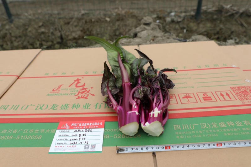 龙盛油亮七星剑红菜苔种子油亮紫红，质细腻味清香略微苦