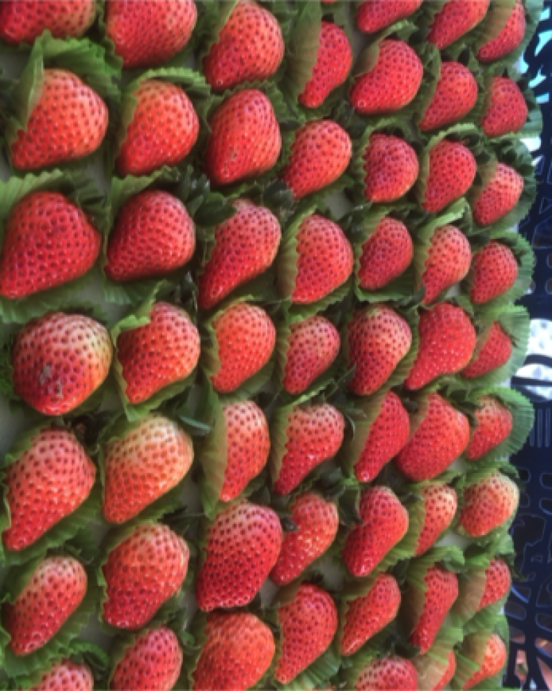泗县红颜草莓