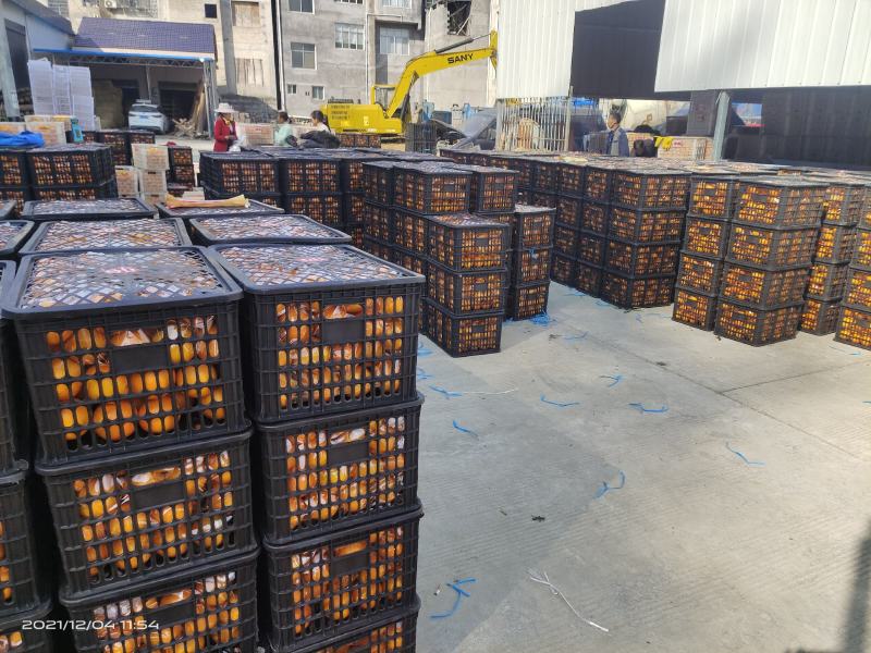 精品各级纽荷尔持续出货，大批量入库中，欢迎骚扰咨询……