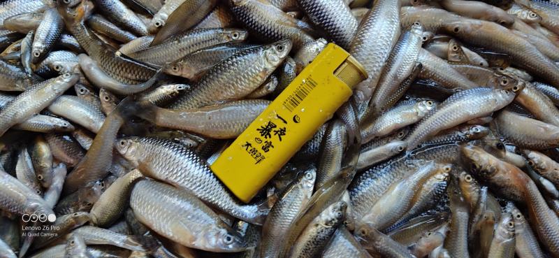 【麦穗鱼】湖北批发散冻单冻6789公分规格齐全欢迎致电