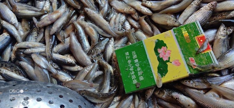 【麦穗鱼】湖北批发散冻单冻6789公分规格齐全欢迎致电