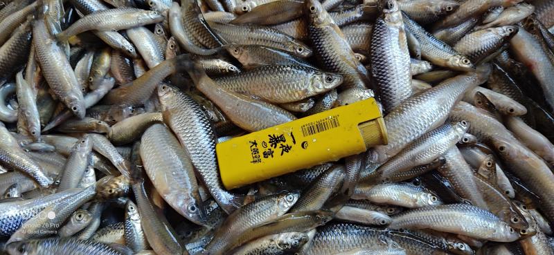 【麦穗鱼】湖北批发散冻单冻6789公分规格齐全欢迎致电