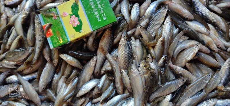 【麦穗鱼】湖北批发散冻单冻6789公分规格齐全欢迎致电