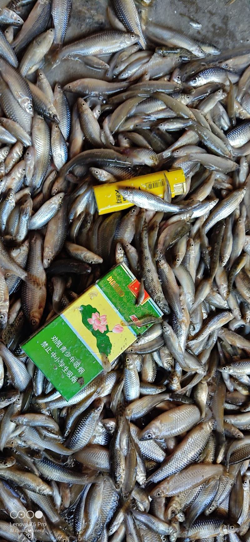 【麦穗鱼】湖北批发散冻单冻6789公分规格齐全欢迎致电