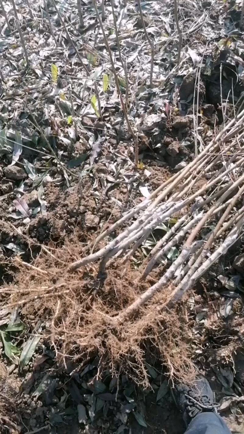 【正宗】胡子赖油桃离核早熟品种口味浓甜