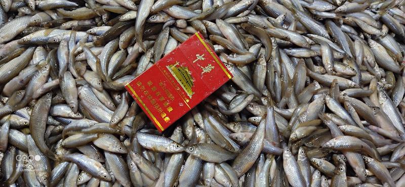冷冻麦穗鱼产地批发冻板麦穗鱼5斤一袋湖北发往全国