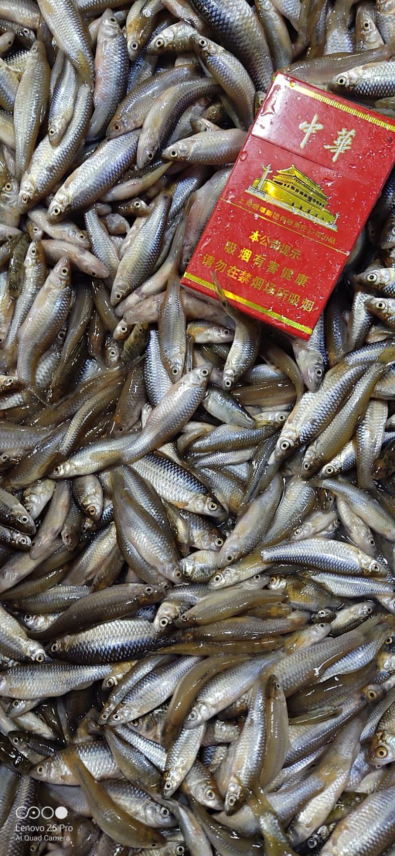 冷冻麦穗鱼产地批发冻板麦穗鱼5斤一袋湖北发往全国