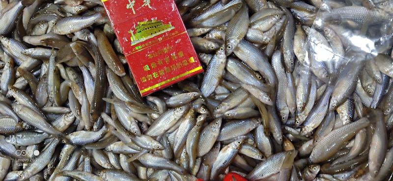 冷冻麦穗鱼产地批发冻板麦穗鱼5斤一袋湖北发往全国