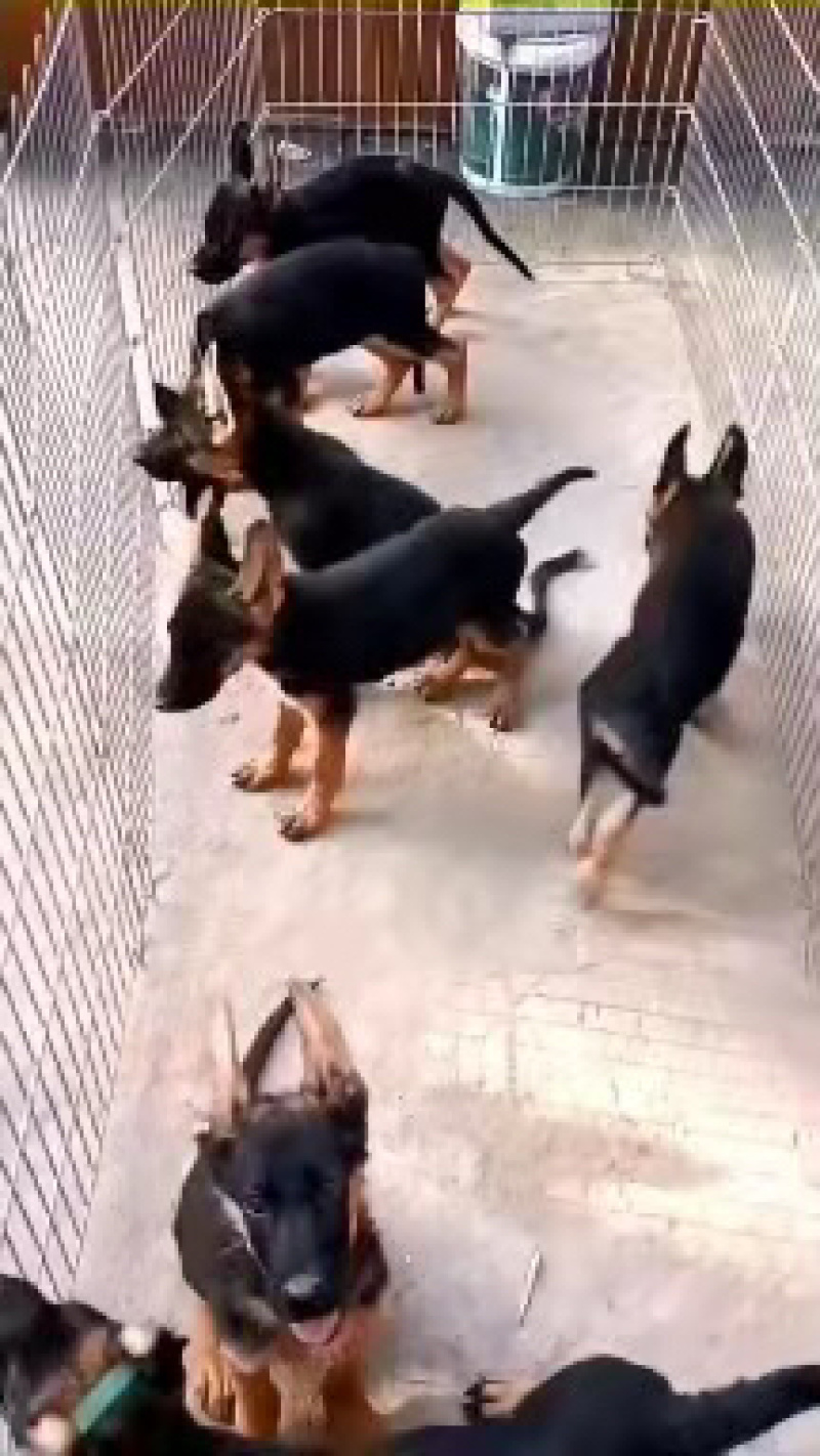精品德国牧羊犬德牧犬黑背锤系疫苗齐全