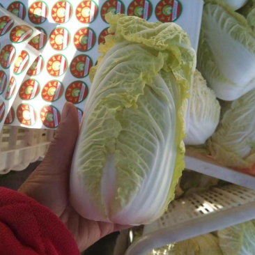 【爆】精品娃娃菜、基地直供、诚信代办、欢迎咨询