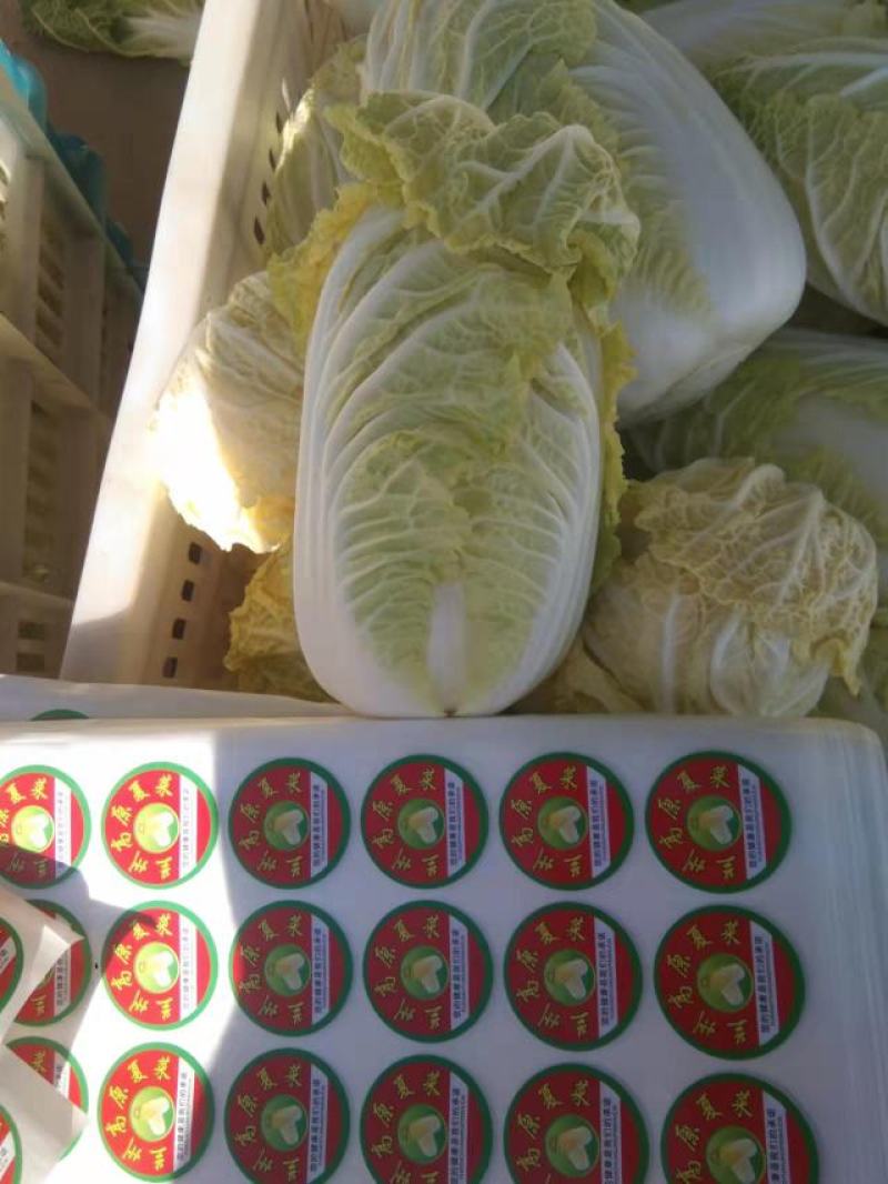 【爆】精品娃娃菜、基地直供、诚信代办、欢迎咨询