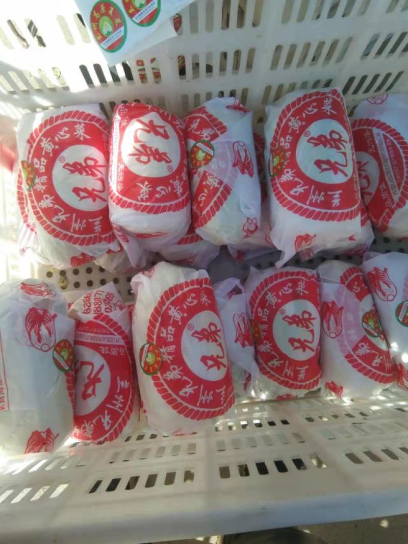 【爆】精品娃娃菜、基地直供、诚信代办、欢迎咨询