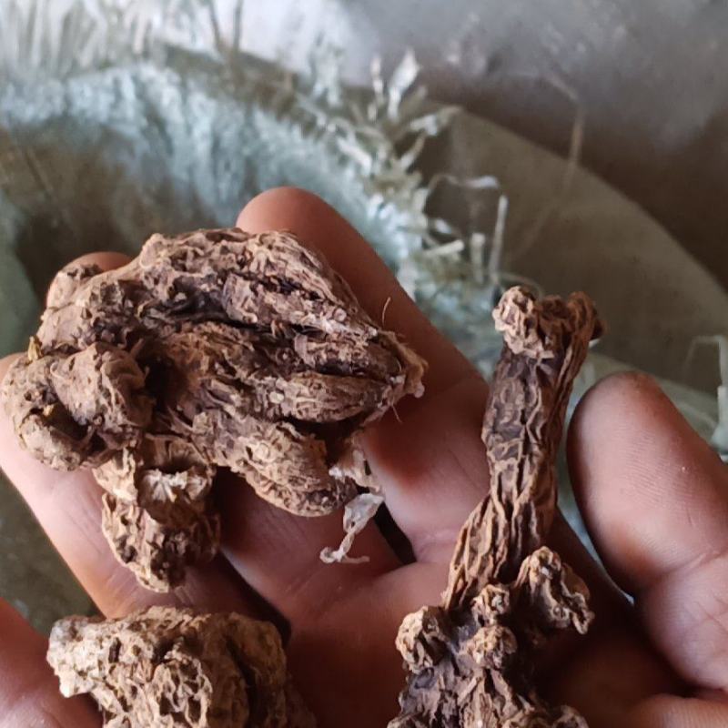 赤峰道地苍术籽野生移栽苍术朱砂素含量很高，出苗率95以上