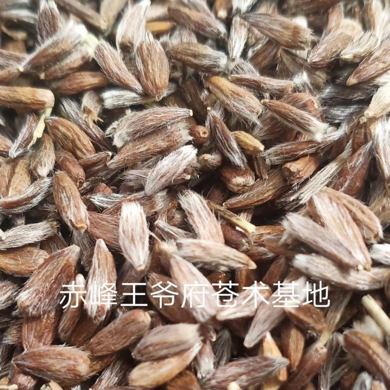 赤峰道地苍术籽野生移栽苍术朱砂素含量很高，出苗率95以上