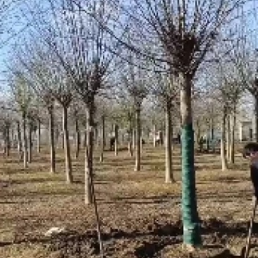 15公分皂角树