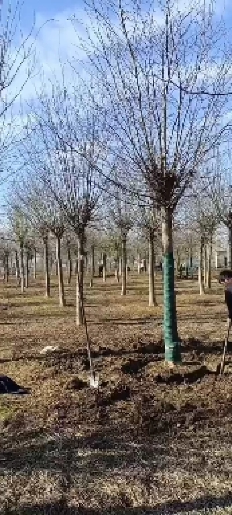 15公分皂角树