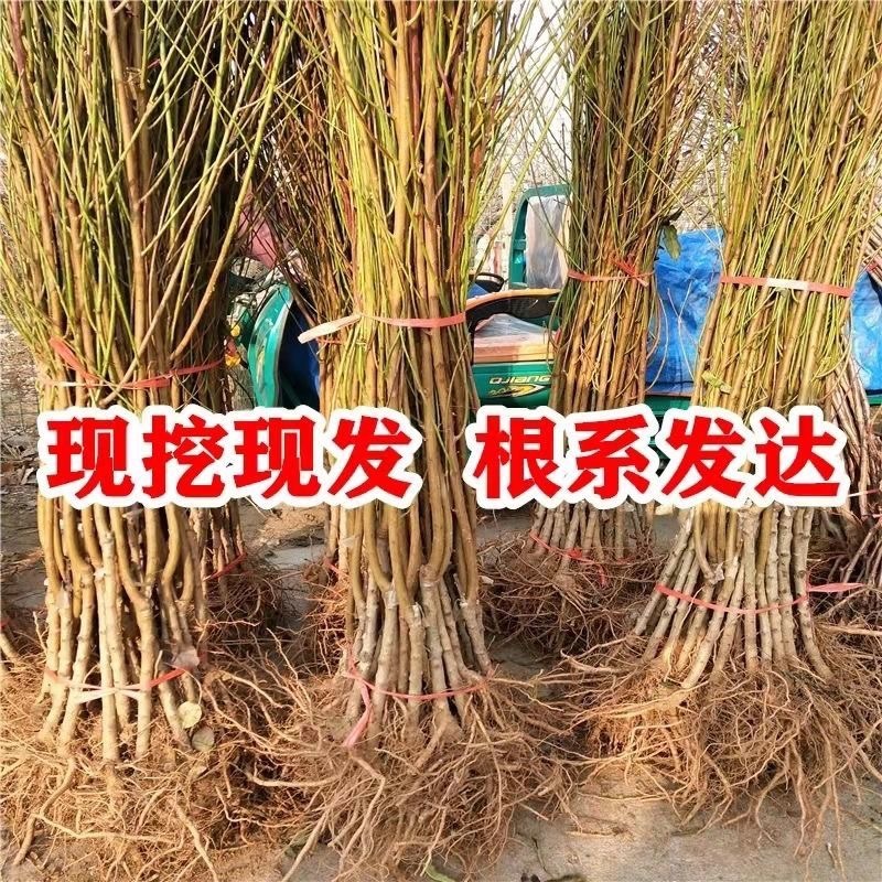 山东大黄桃苗早中晚熟黄金桃黄金蜜桃霜黄金桃果树苗