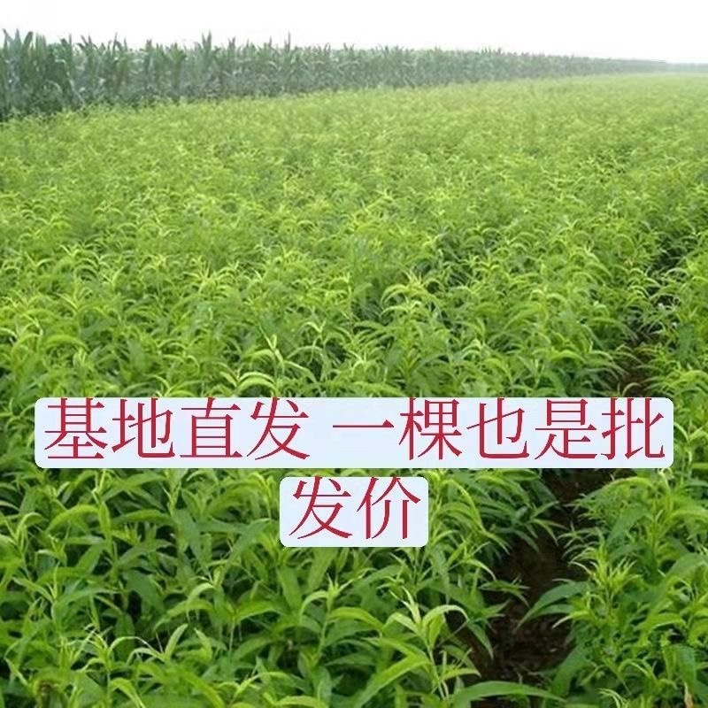 山东大黄桃苗早中晚熟黄金桃黄金蜜桃霜黄金桃果树苗