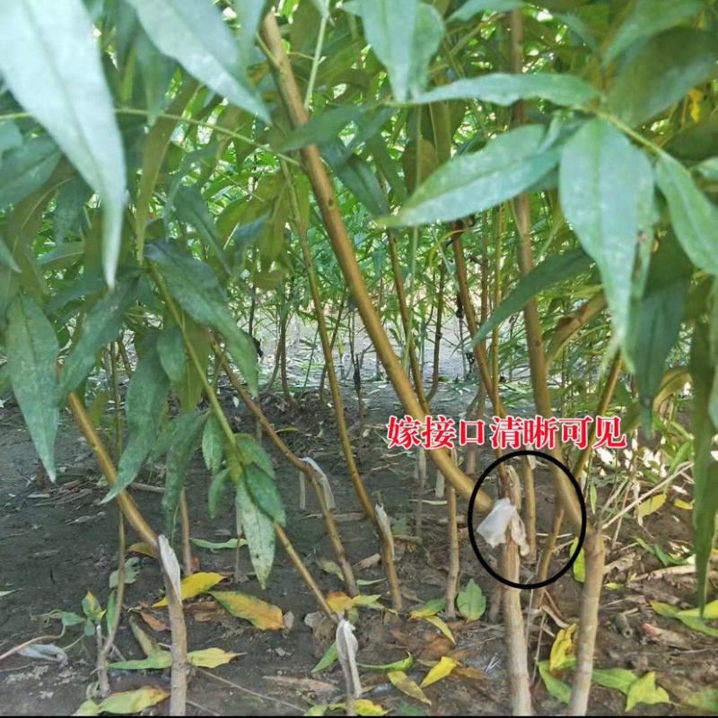 山东大黄桃苗早中晚熟黄金桃黄金蜜桃霜黄金桃果树苗