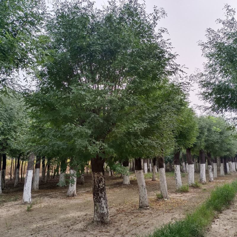 25公分皂角树