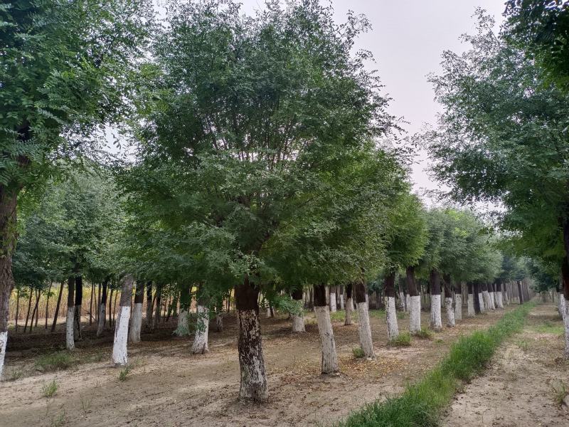 25公分皂角树