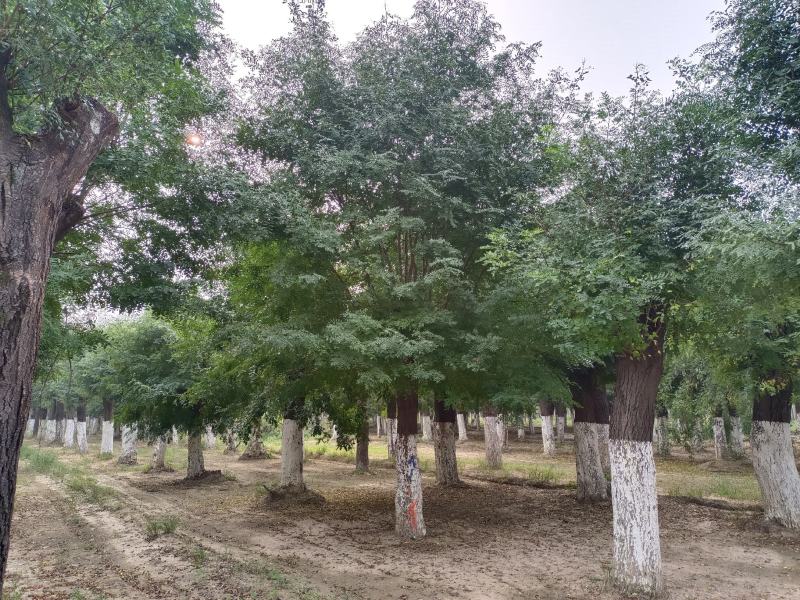 30公分皂角树