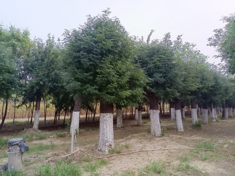 30公分皂角树