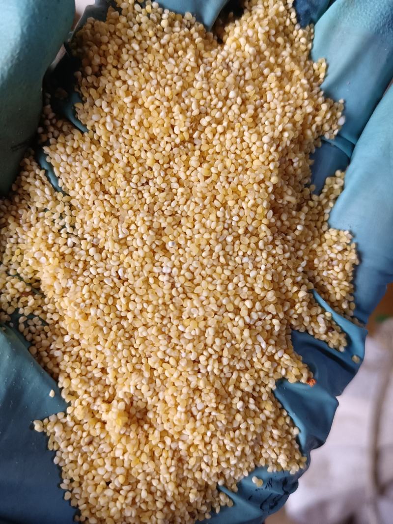 碎小米酿酒磨面摊煎饼喂鸟鹦鹉麻雀食物东北小米