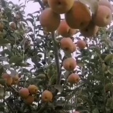 新疆库尔香梨产地直发专业冷链对接全国商超