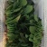 新鲜菠菜上市中