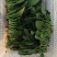 新鲜菠菜上市中