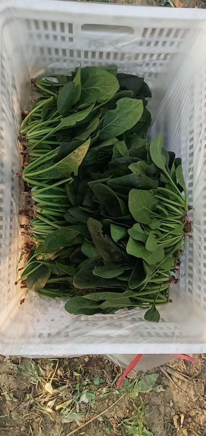 新鲜菠菜上市中