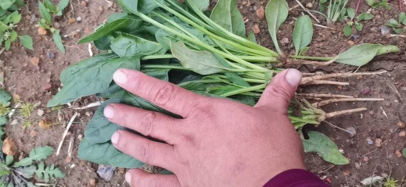 新鲜菠菜上市中