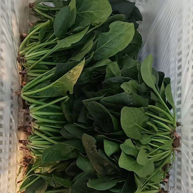 山东精品菠菜大量上市热卖中对接电商农贸商超支持物流发货