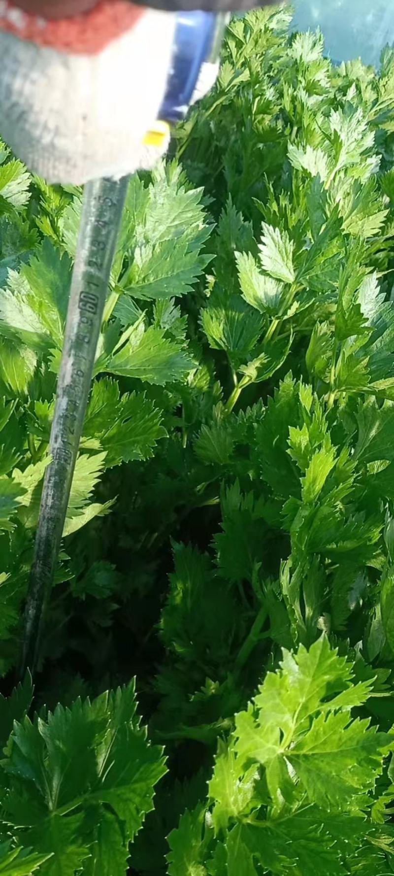 优质西芹大量有货加I厂，水饺厂，市场，都有货，要的连糸