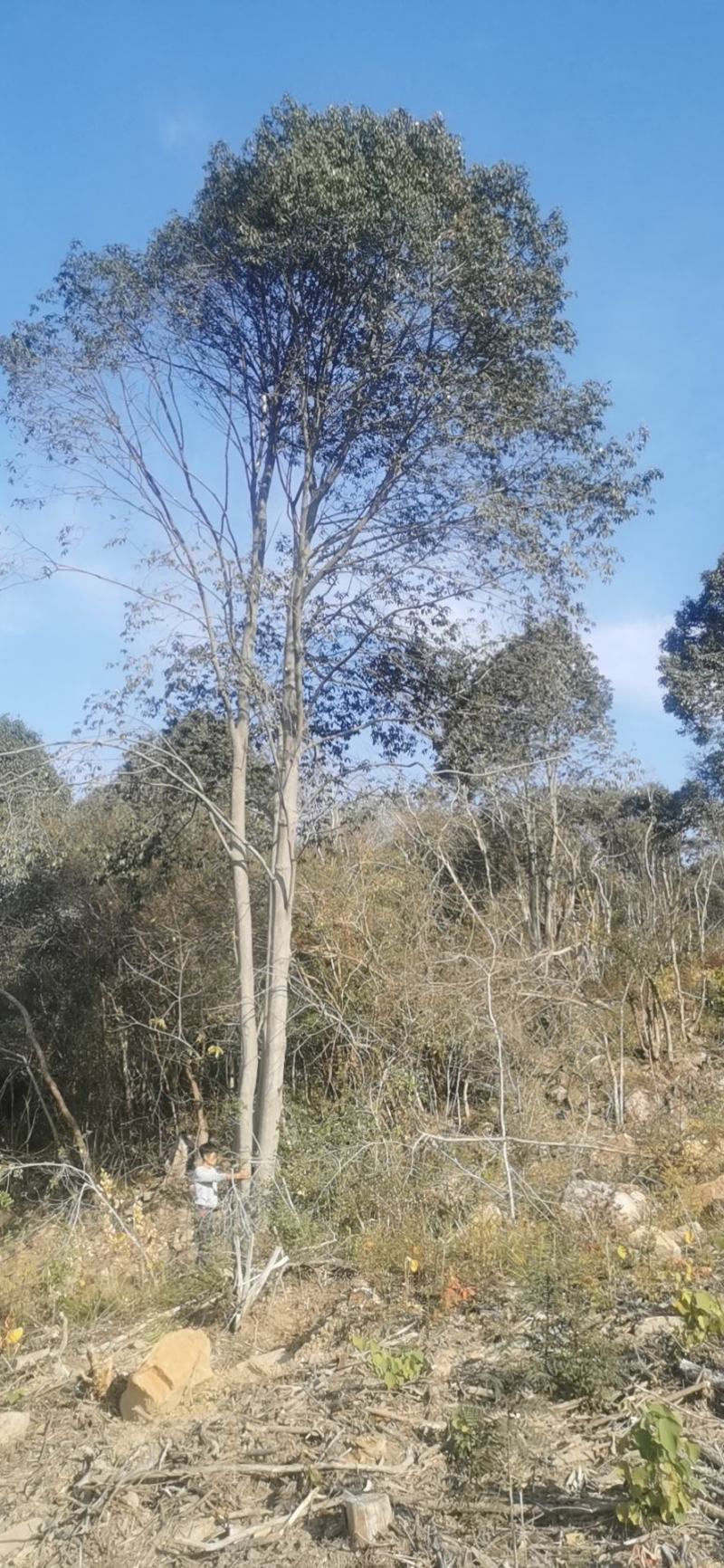 大量红果冬青从生或者单杆15-50公分