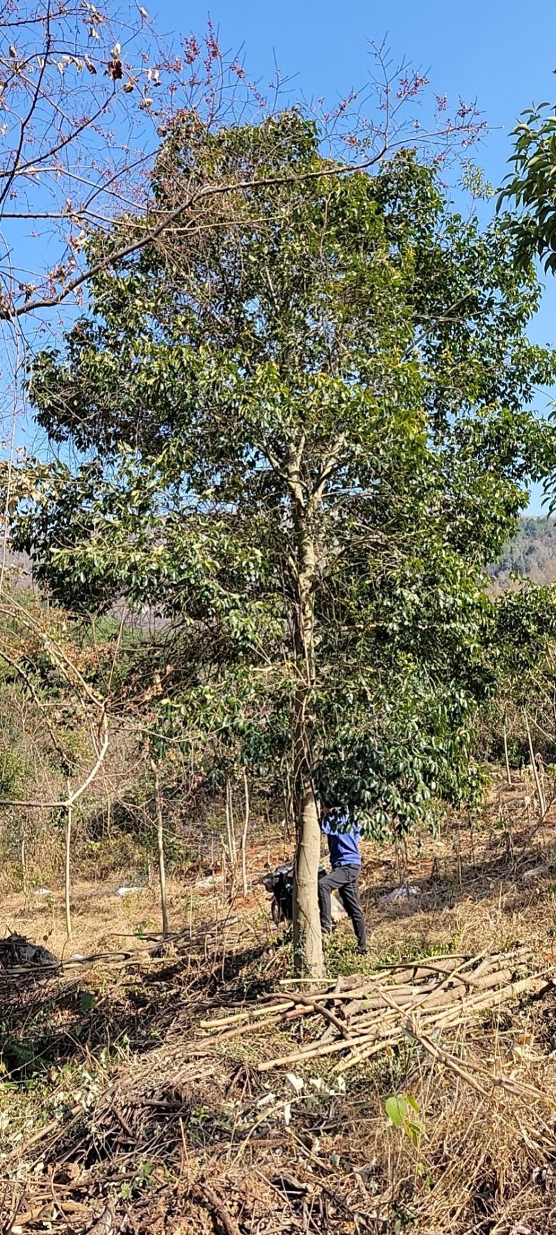 大量红果冬青从生或者单杆15-50公分