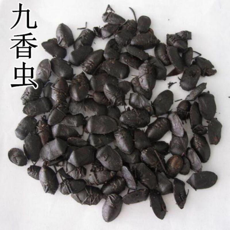 中药材炒九香虫当天发货质量保证包邮
