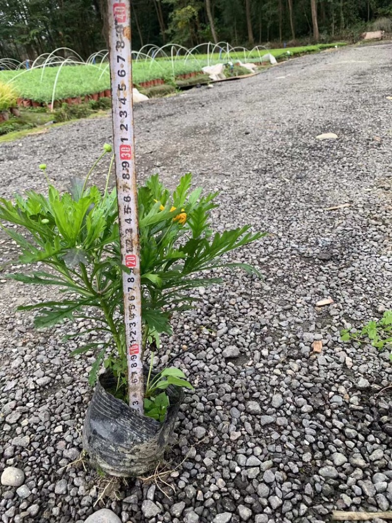 长期出售木春菊杯苗，小杯大杯均有现货，高度10-33