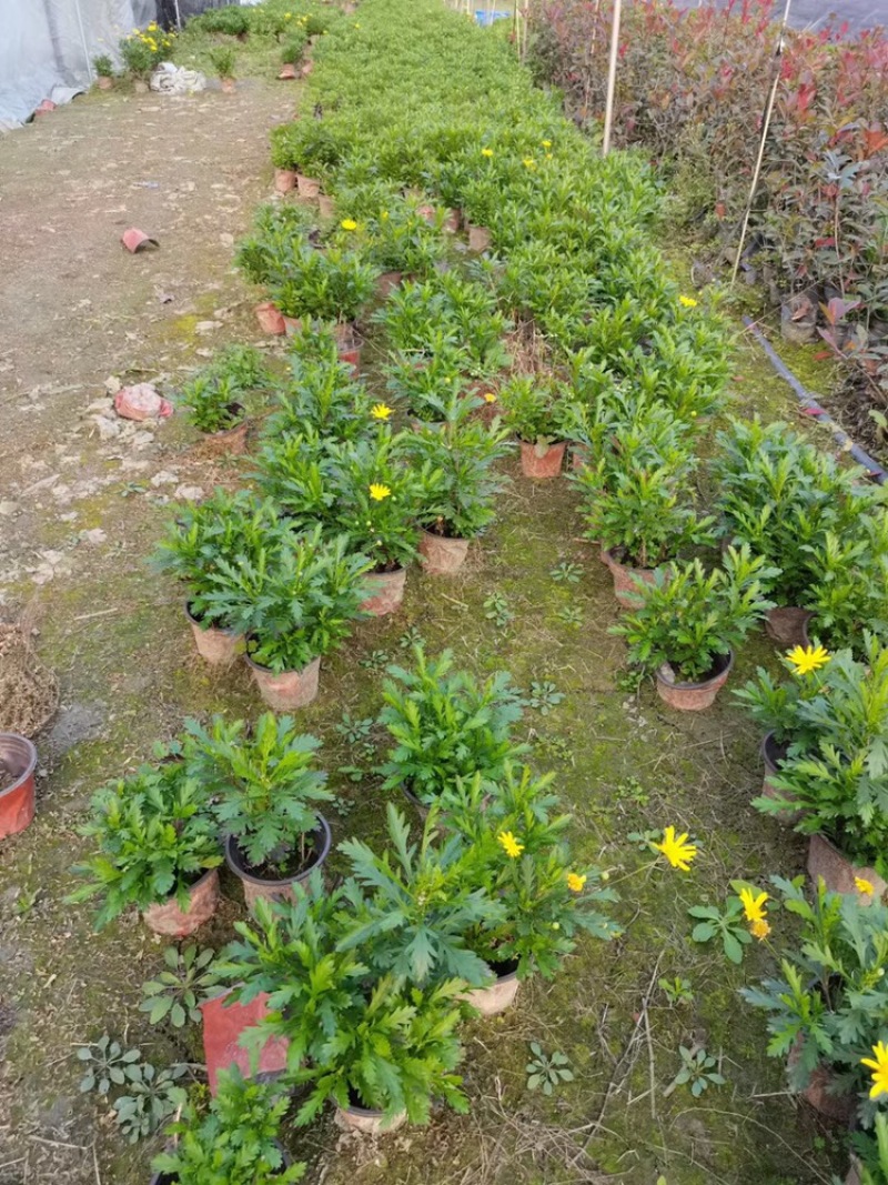 长期出售木春菊杯苗，小杯大杯均有现货，高度10-33