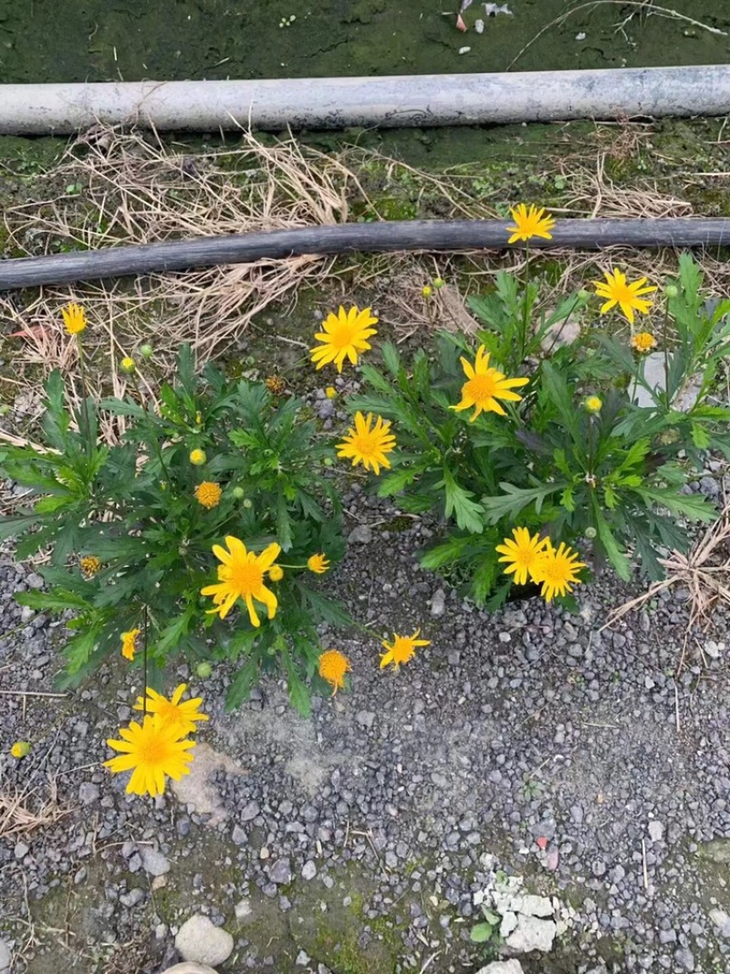 长期出售木春菊杯苗，小杯大杯均有现货，高度10-33