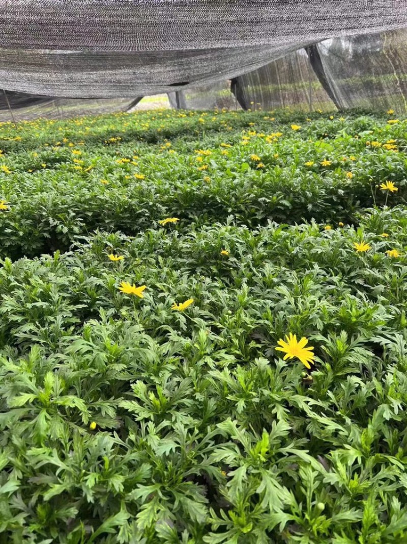 长期出售木春菊杯苗，小杯大杯均有现货，高度10-33