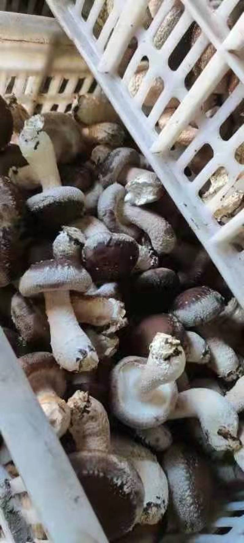 家庭农场香茹