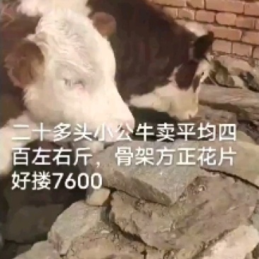 山西肉牛基地。精品西门塔尔牛