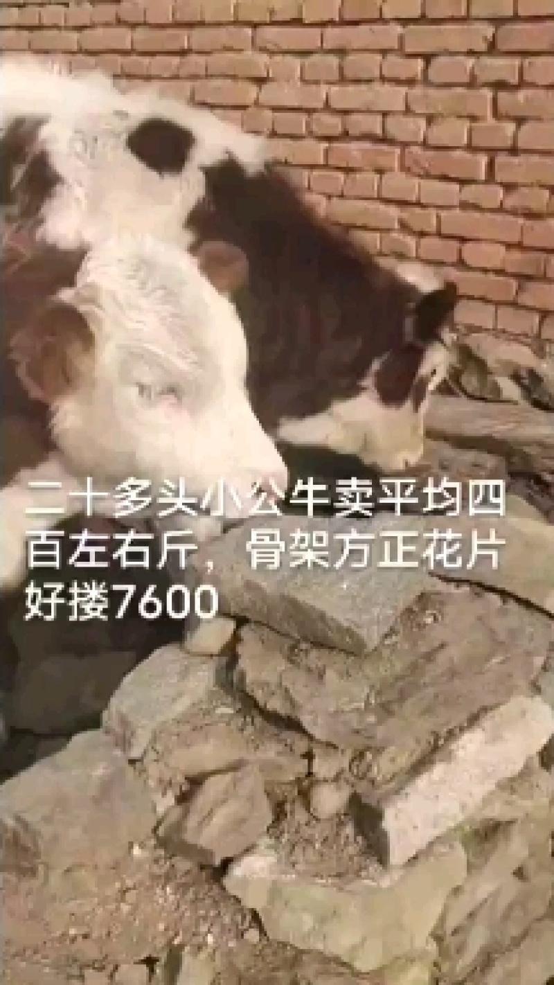 山西肉牛基地。精品西门塔尔牛