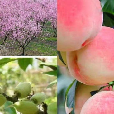桃树苗嫁接红不软，大久保，山桃苗占地桃树