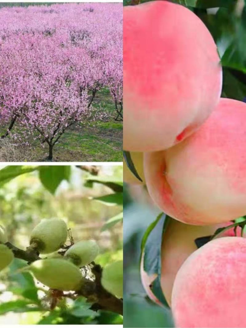桃树苗嫁接红不软，大久保，山桃苗占地桃树