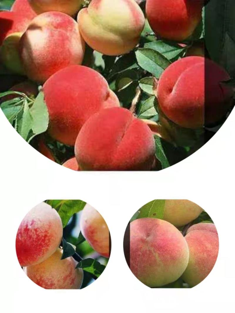 桃树苗嫁接红不软，大久保，山桃苗占地桃树